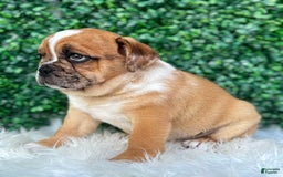 Beabull dogs for sale: Nala - Image 4