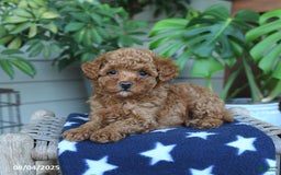 Miniature Poodle dogs for sale: Miniature Poodle 4 puppies - Image 7