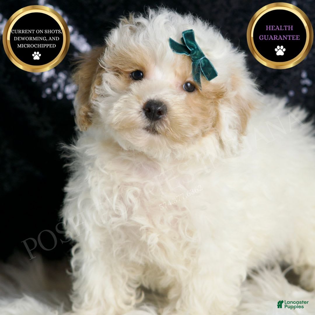 Toy Poodle dogs for sale: Frizzy - Image 4