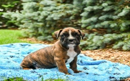 Boxer dogs for sale: Hunter - Image 2