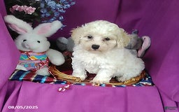 Toy Poodle dogs for sale: Carrie - Image 3