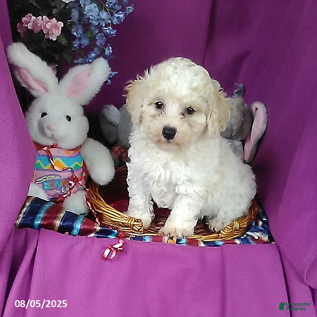 Toy Poodle dogs for sale: Carrie - Image 3