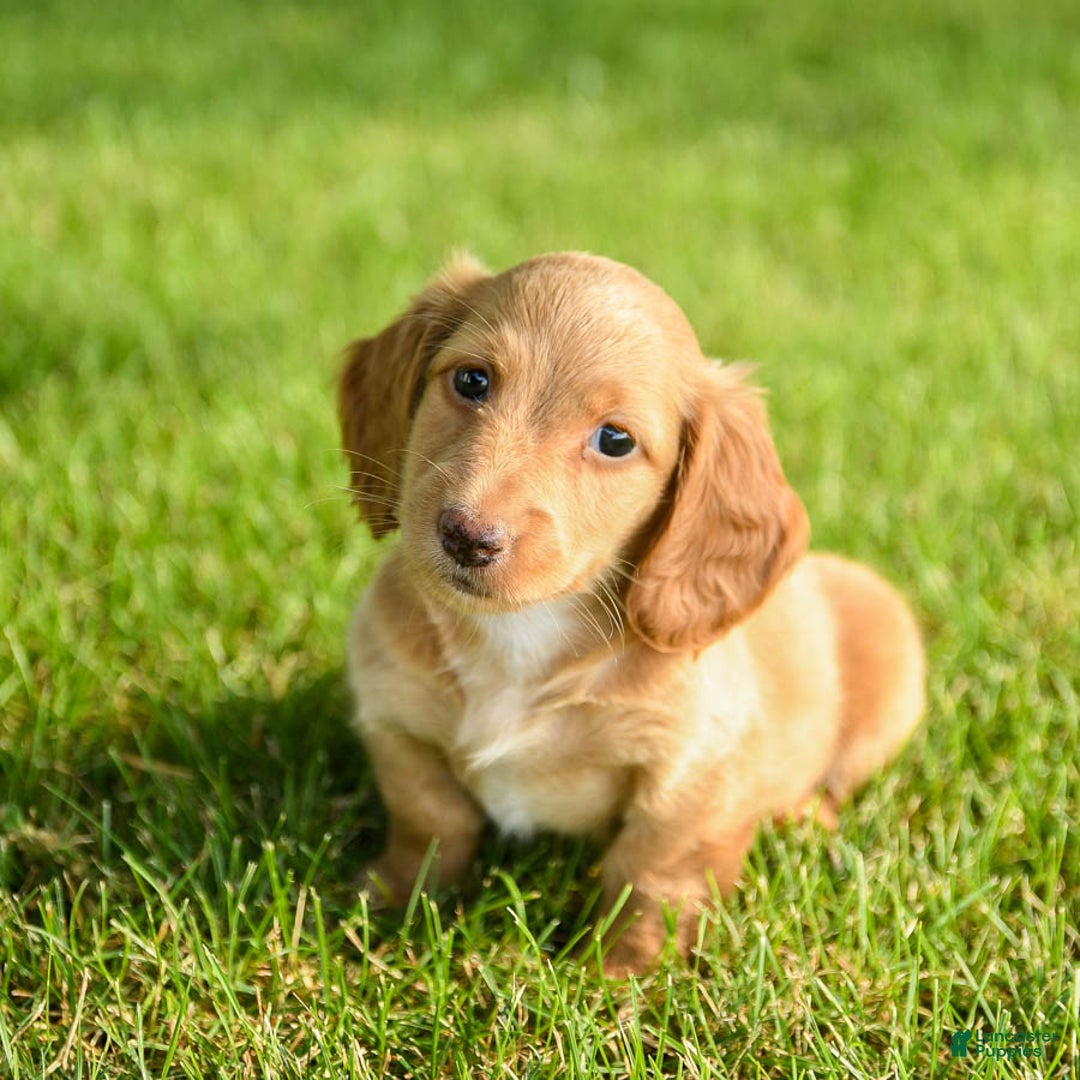 Miniature Dachshund dogs for sale: Chocolate - Image 5