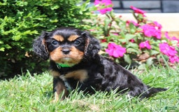 Cavalier King Charles Spaniel dogs for sale: Hope - Image 1