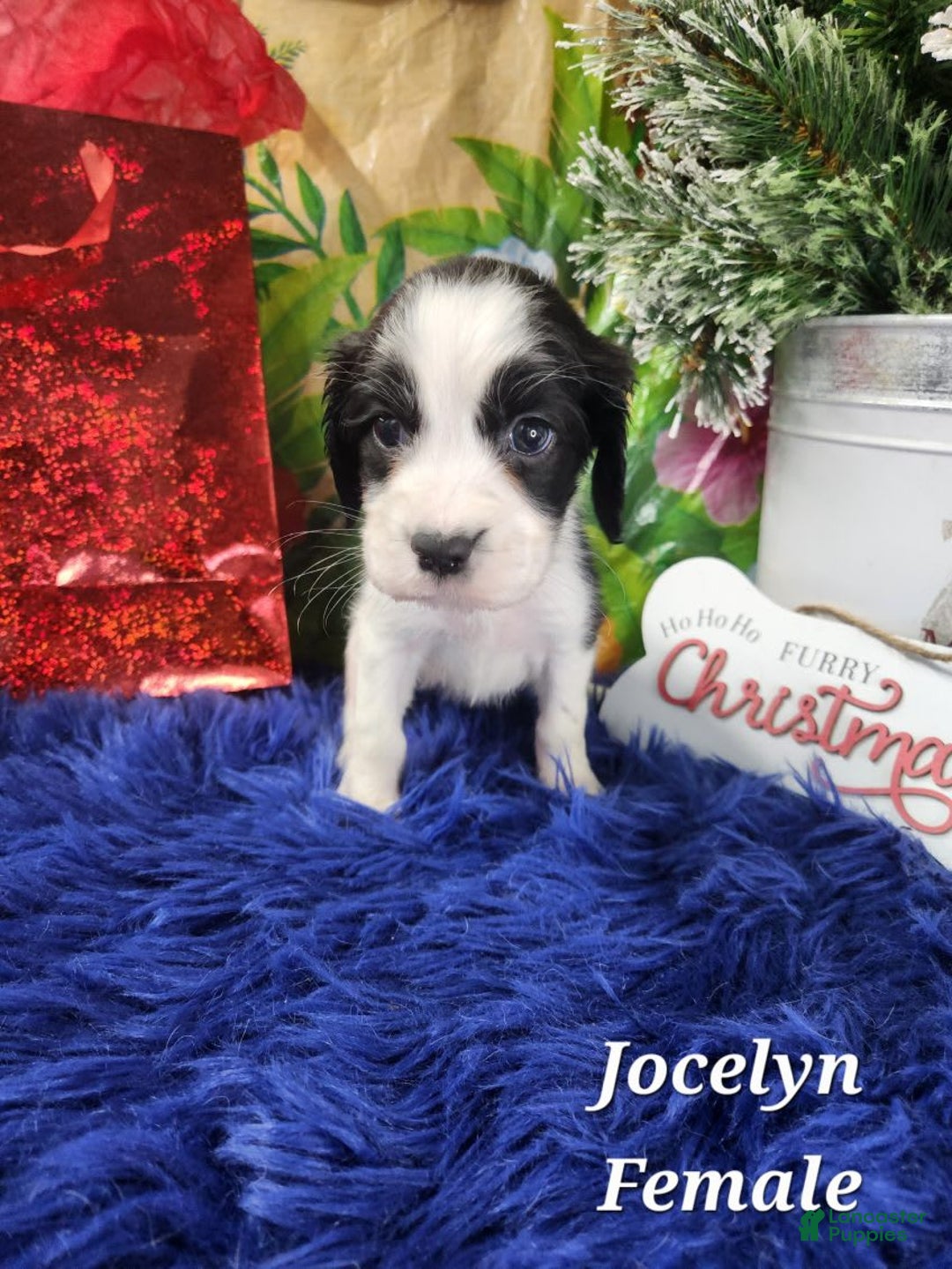English Springer Spaniel dogs for sale: Jaclyn - Image 3