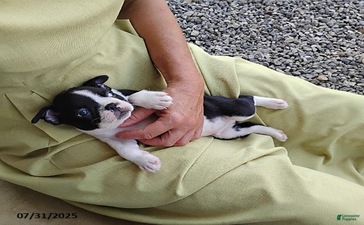 Boston Terrier dogs for sale - Ad 2