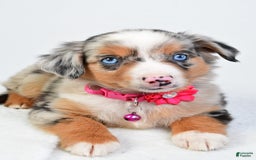 Miniature Australian Shepherd dogs for sale: Shelly - Image 4