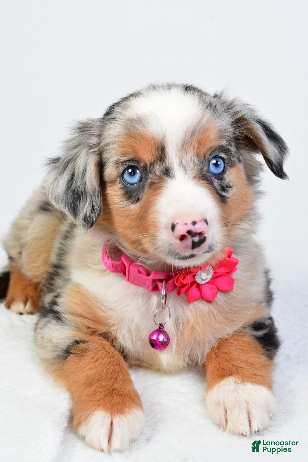 Miniature Australian Shepherd dogs for sale: Shelly - Image 4