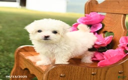 Maltese dogs for sale: Tiny - Image 2