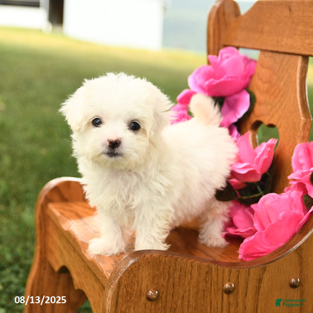 Maltese dogs for sale: Tiny - Image 2