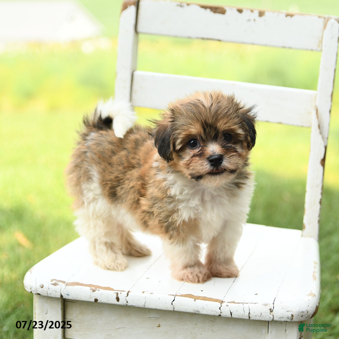 Havanese dogs for sale: Barkley - Image 4