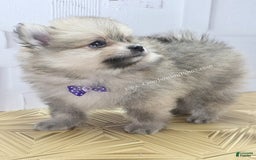Pomeranian dogs for sale: Love-a-lot Bear - Image 6
