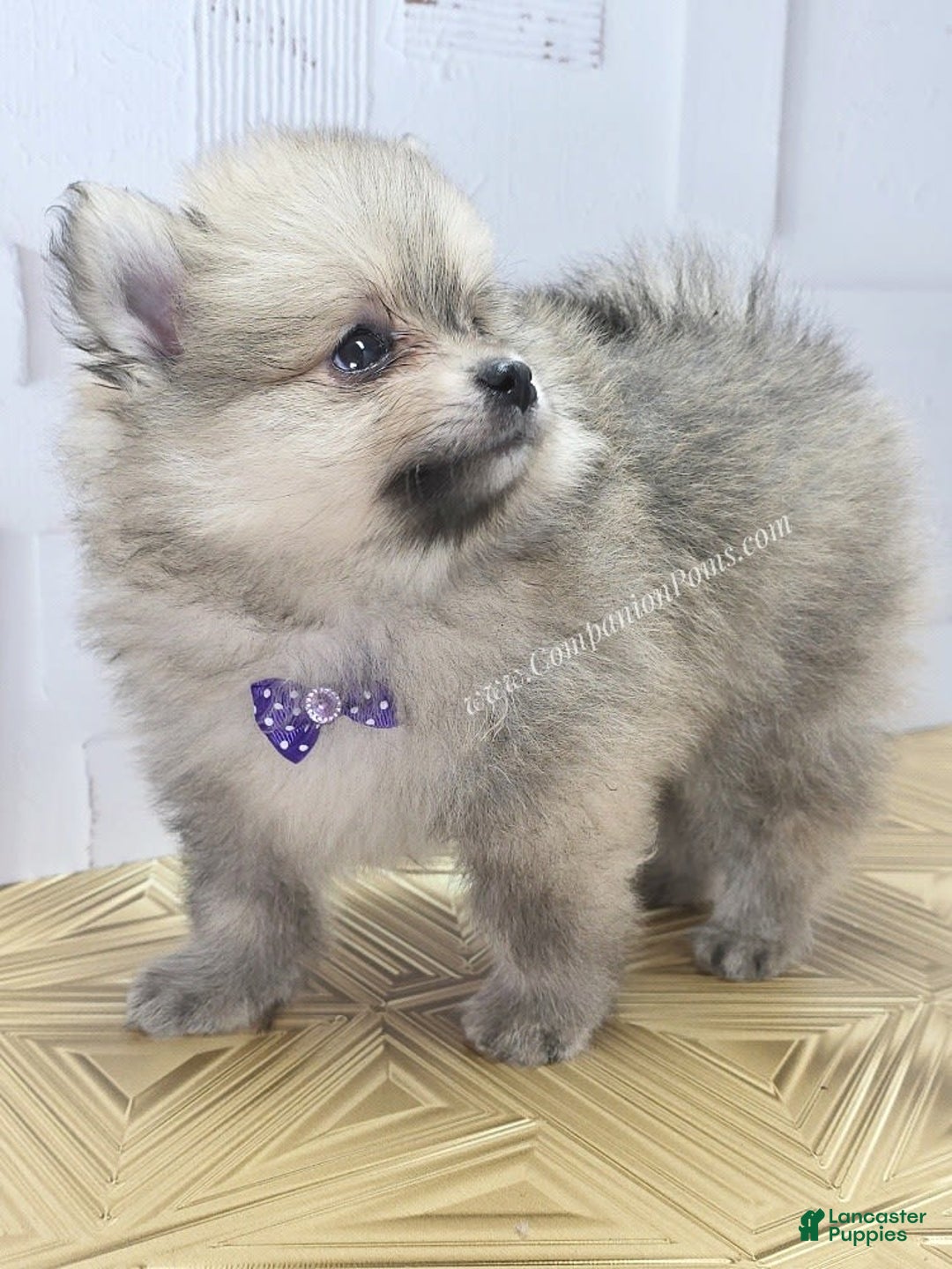 Pomeranian dogs for sale: Love-a-lot Bear - Image 6