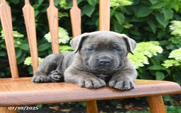 Cane Corso dogs for sale: Sierra - Image 2