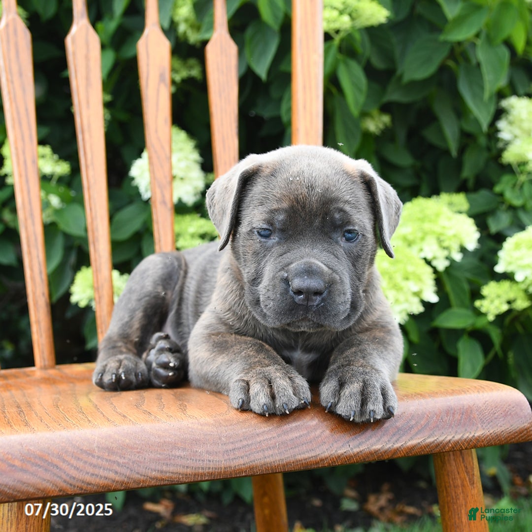 Cane Corso dogs for sale: Sierra - Image 2
