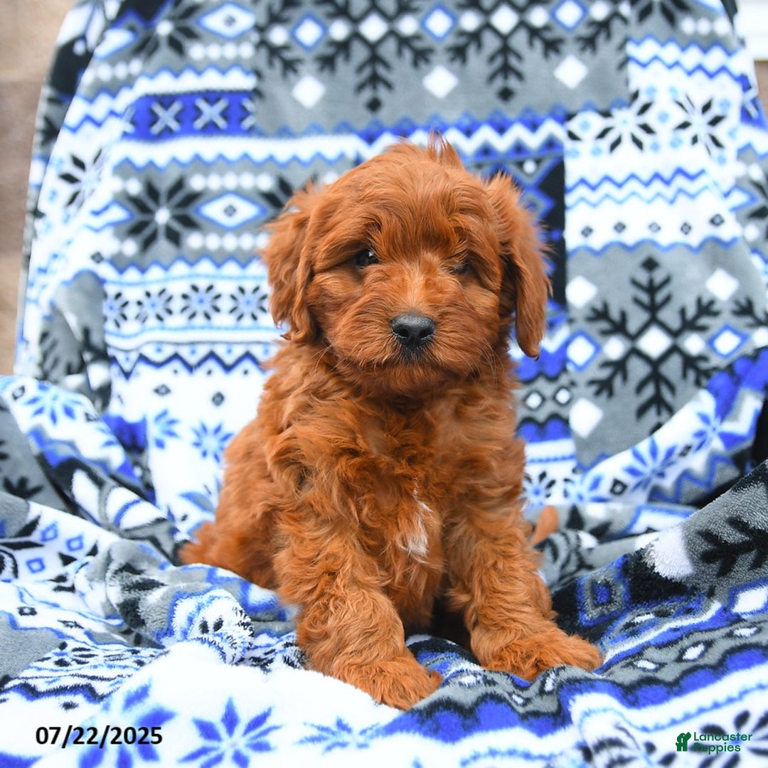 Cavapoo dogs for sale: Baker - Image 3