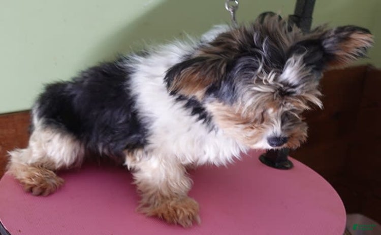 Yorkshire Terrier dogs for sale - Ad 5