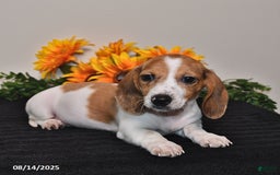 Miniature Dachshund dogs for sale: Rosie - Image 2