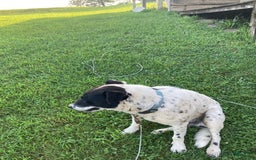 Border Collie dogs for sale: Blackie - Image 6