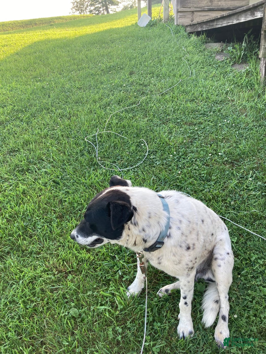 Border Collie dogs for sale: Blackie - Image 6