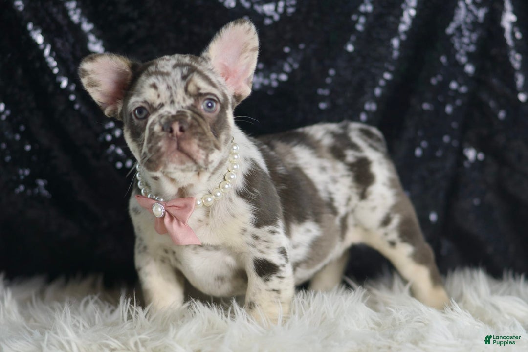 French Bulldog dogs for sale: Chanel - Image 2