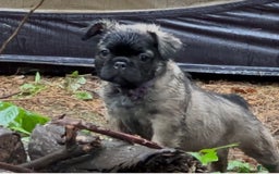 French Bulldog dogs for sale: Lucia - Image 3