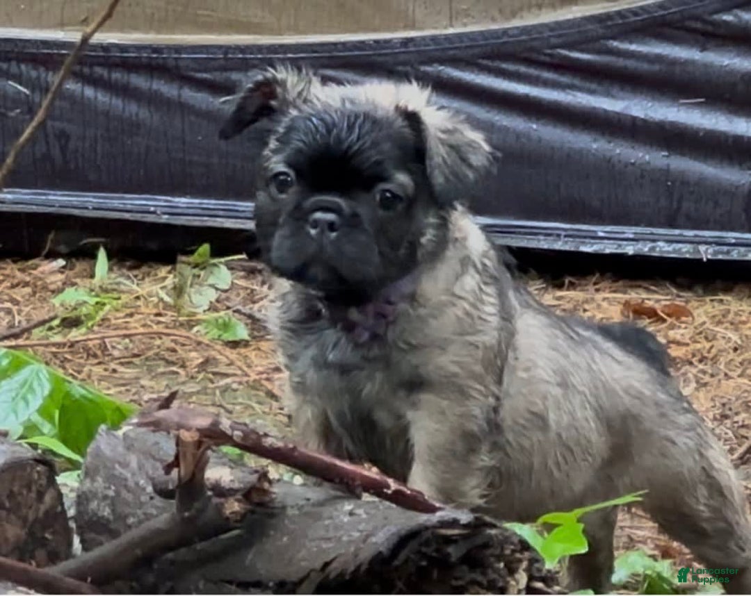 French Bulldog dogs for sale: Lucia - Image 3