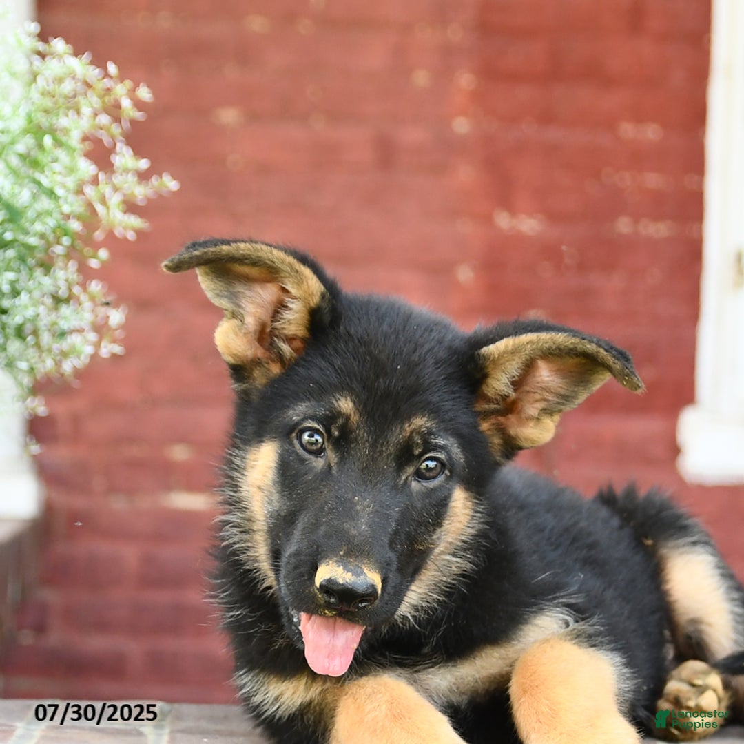 German Shepherd dogs for sale: Max - Image 3