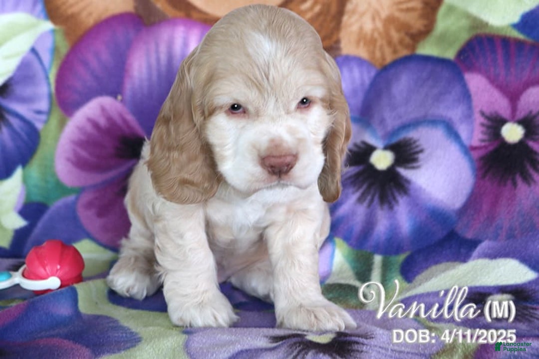 Cocker Spaniel dogs for sale: Vanilla - Image 4