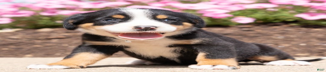 Holly