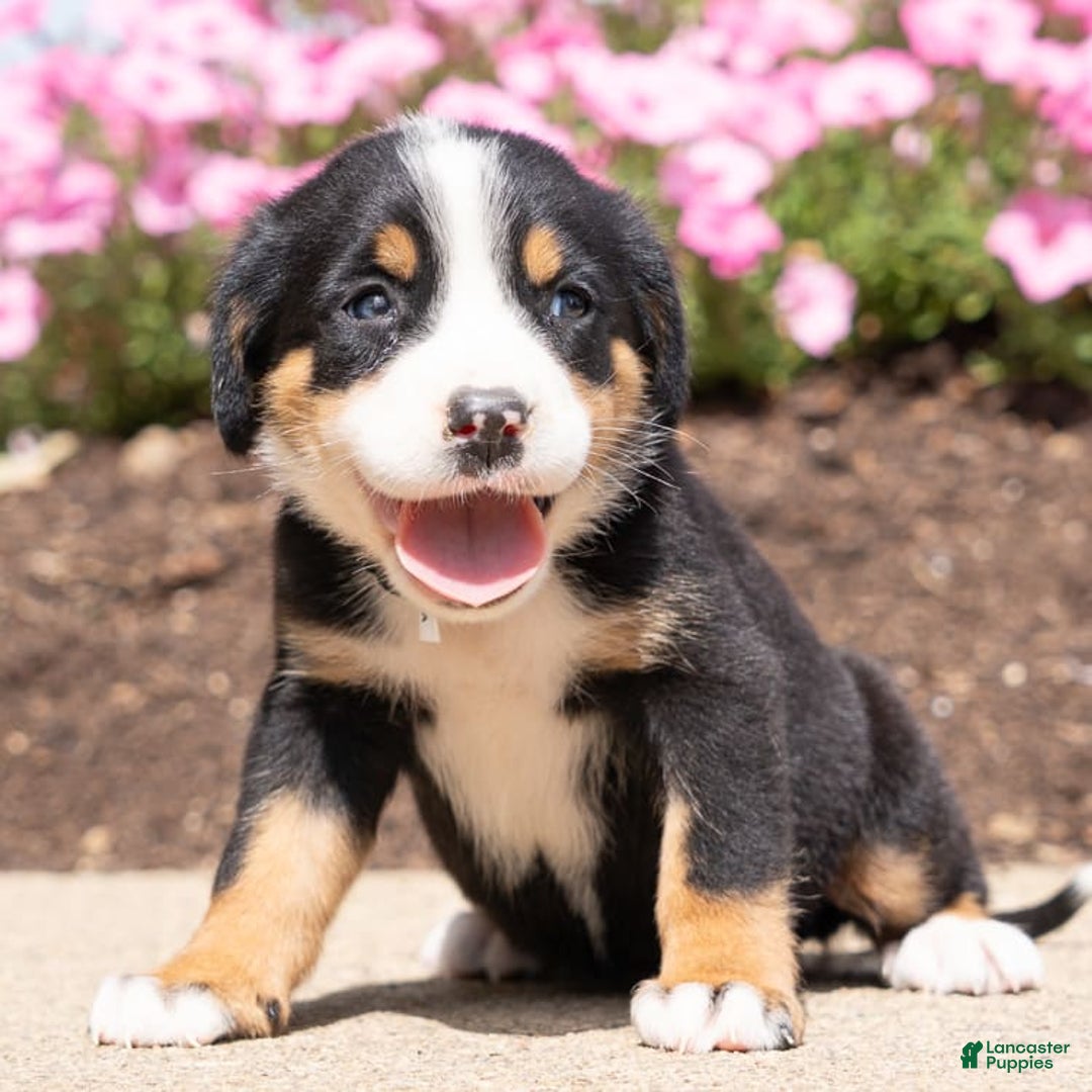 Greater Swiss Mountain Dog dogs for sale: Holly - Image 1