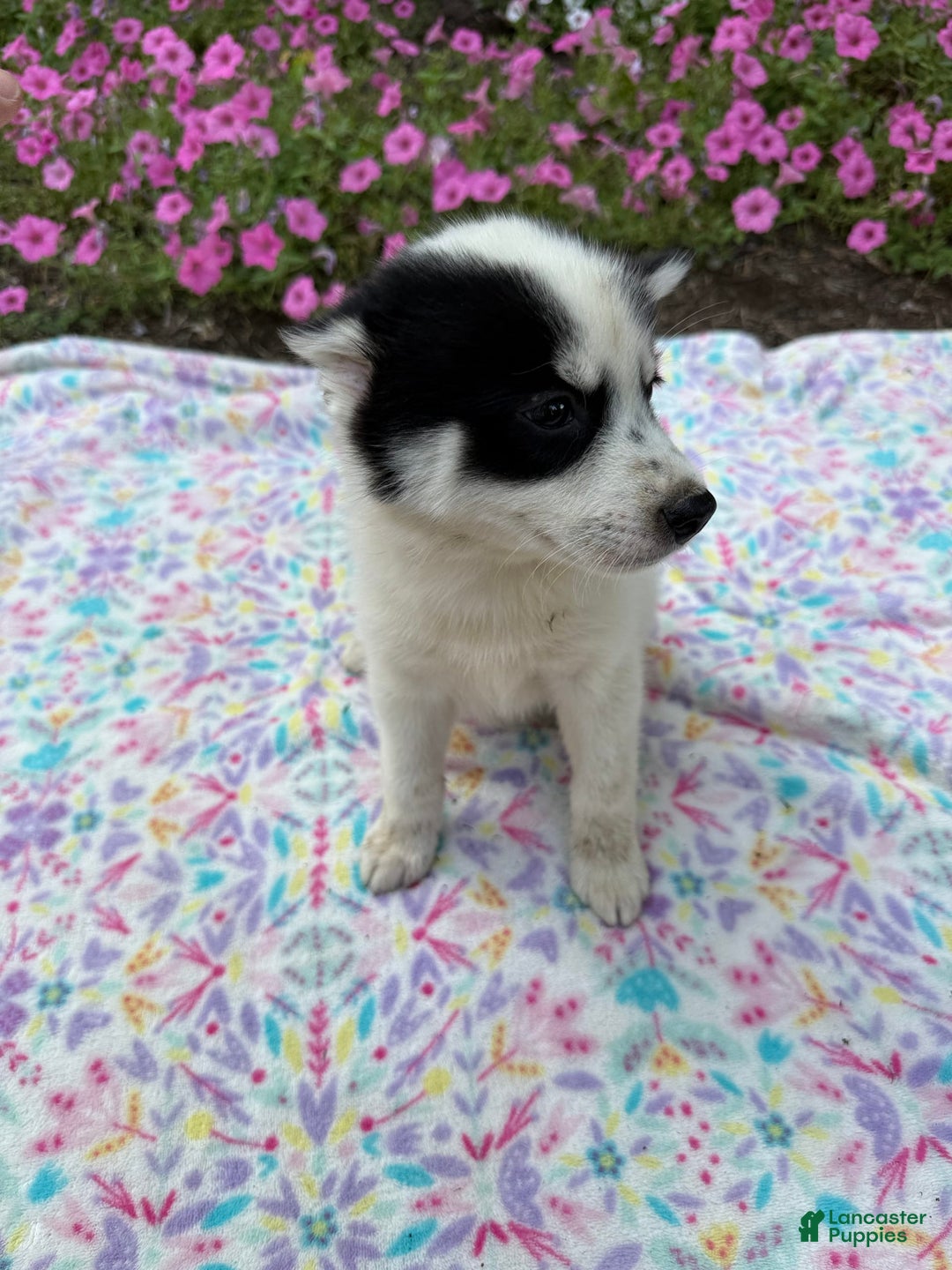 Pomsky dogs for sale: Spottie - Image 5