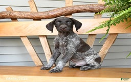German Shorthaired Pointer dogs for sale: Blaze - Image 2