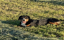 Greater Swiss Mountain Dog dogs for sale: Rivers - Image 5