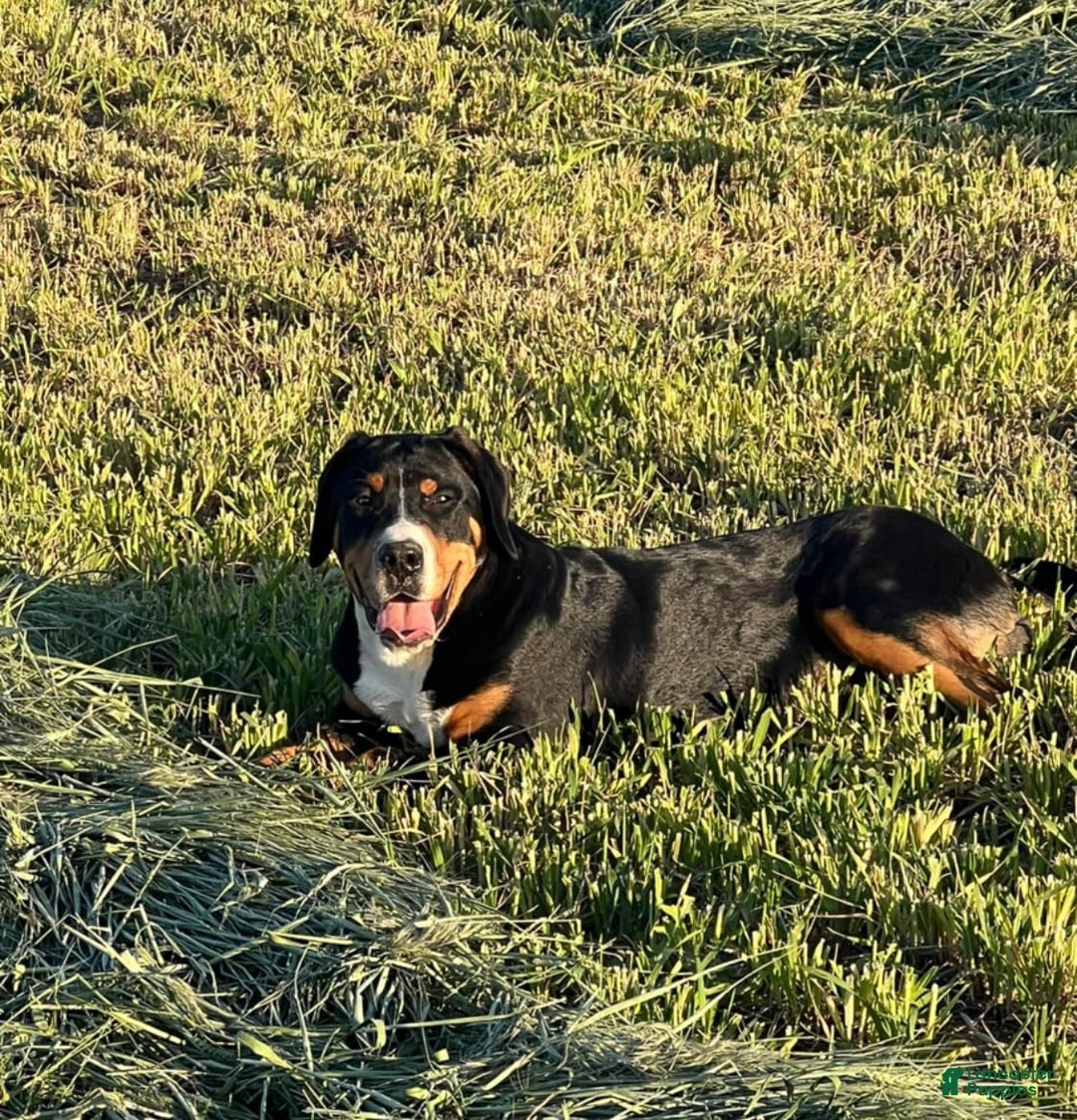 Greater Swiss Mountain Dog dogs for sale: Rivers - Image 5