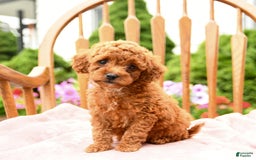 Cockapoo dogs for sale: Daisy - Image 1