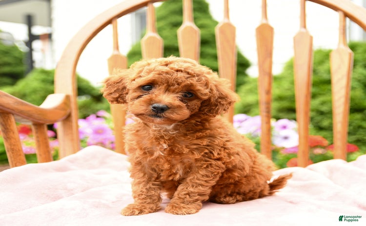 Cockapoo dogs for sale - Ad 1