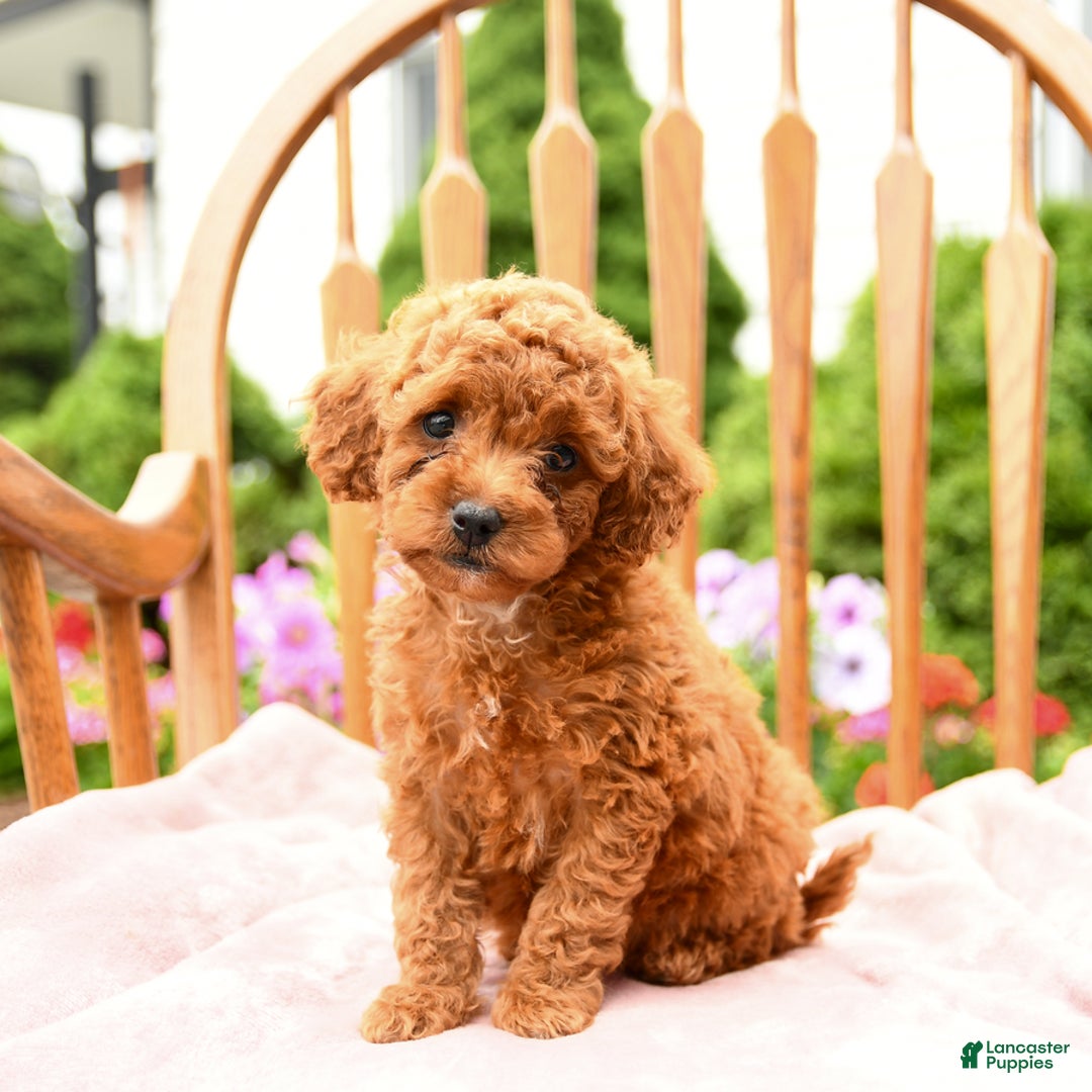 Cockapoo dogs for sale: Daisy - Image 1