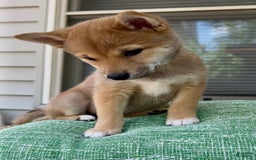 Shiba Inu dogs for sale: Juno - Image 5