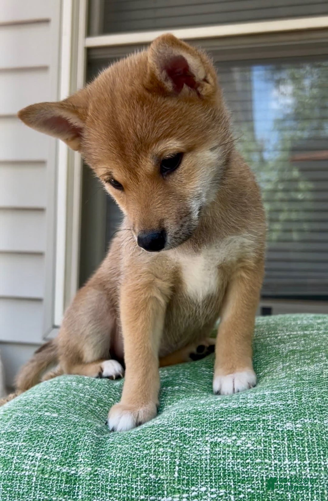 Shiba Inu dogs for sale: Juno - Image 5