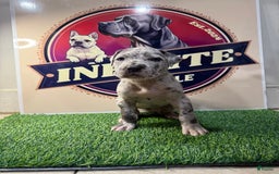 Cane Corso dogs for sale: Merle Female 3 - Listing for pets: Blue Male 2, Blue Male 3, Merle Female 1, Merle Female 2, Merle Female 3, Merle Female 4 - Image 2