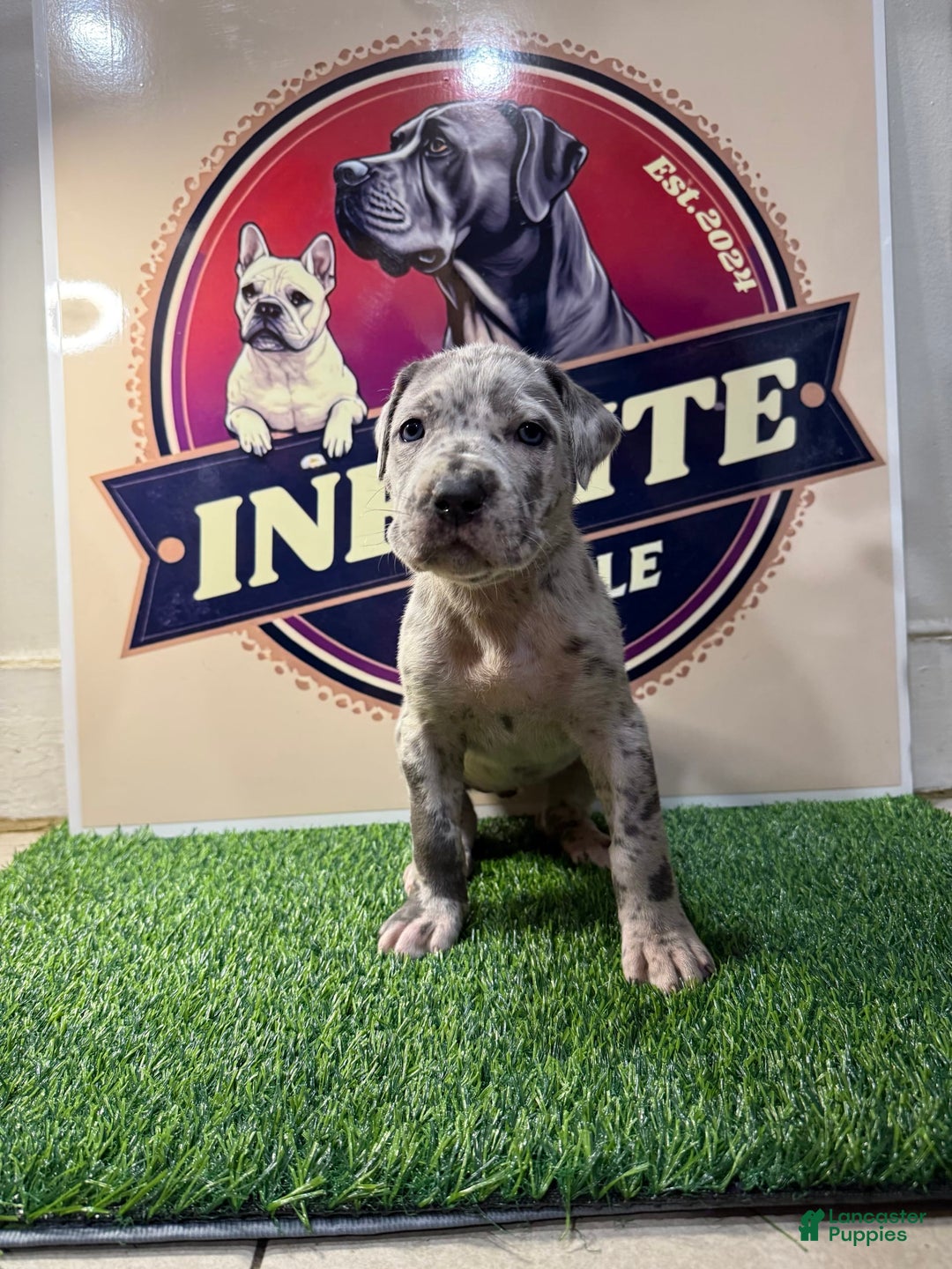 Cane Corso dogs for sale: Merle Female 3 - Listing for pets: Blue Male 2, Blue Male 3, Merle Female 1, Merle Female 2, Merle Female 3, Merle Female 4 - Image 2
