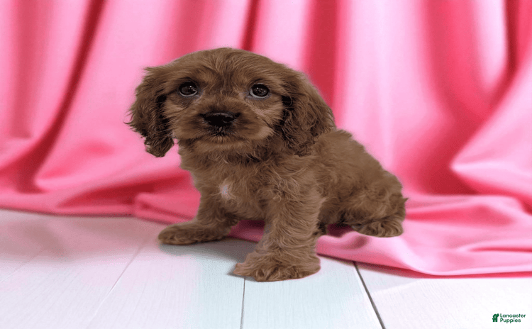 Cavapoo dogs for sale - Ad 2