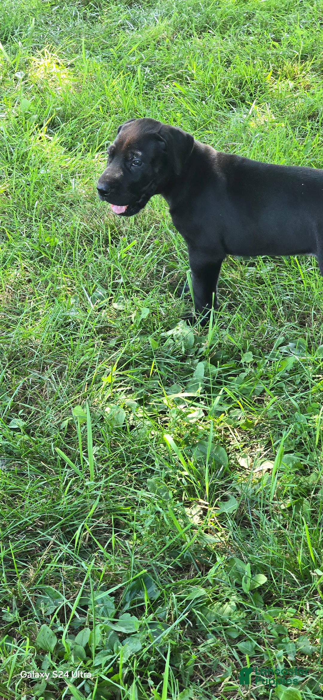 Great Dane dogs for sale: Onyx - Image 21