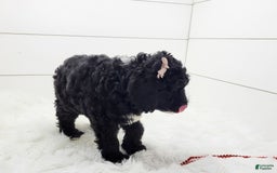 Cavapoo dogs for sale: Lexy - Image 4