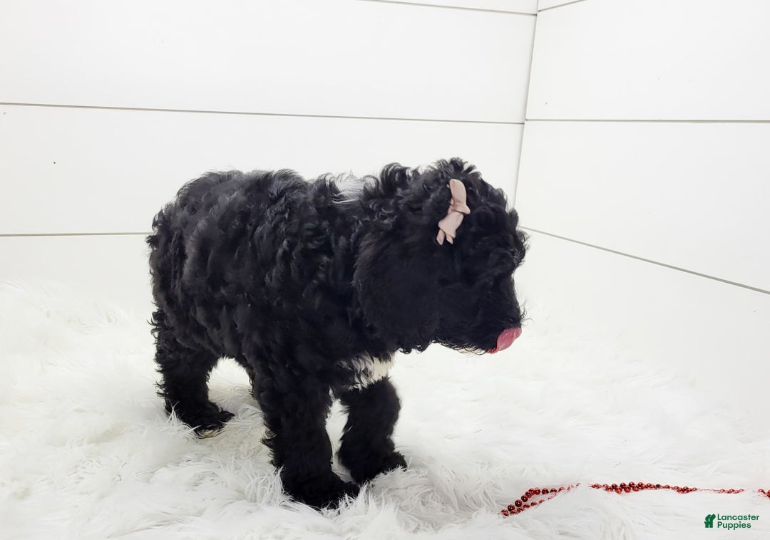 Cavapoo dogs for sale: Lexy - Image 4
