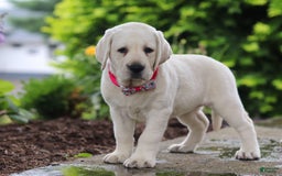 Labrador Retriever dogs for sale: Beth - Image 1