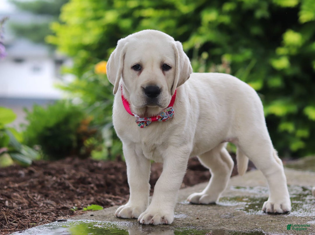 Labrador Retriever dogs for sale: Beth - Image 1
