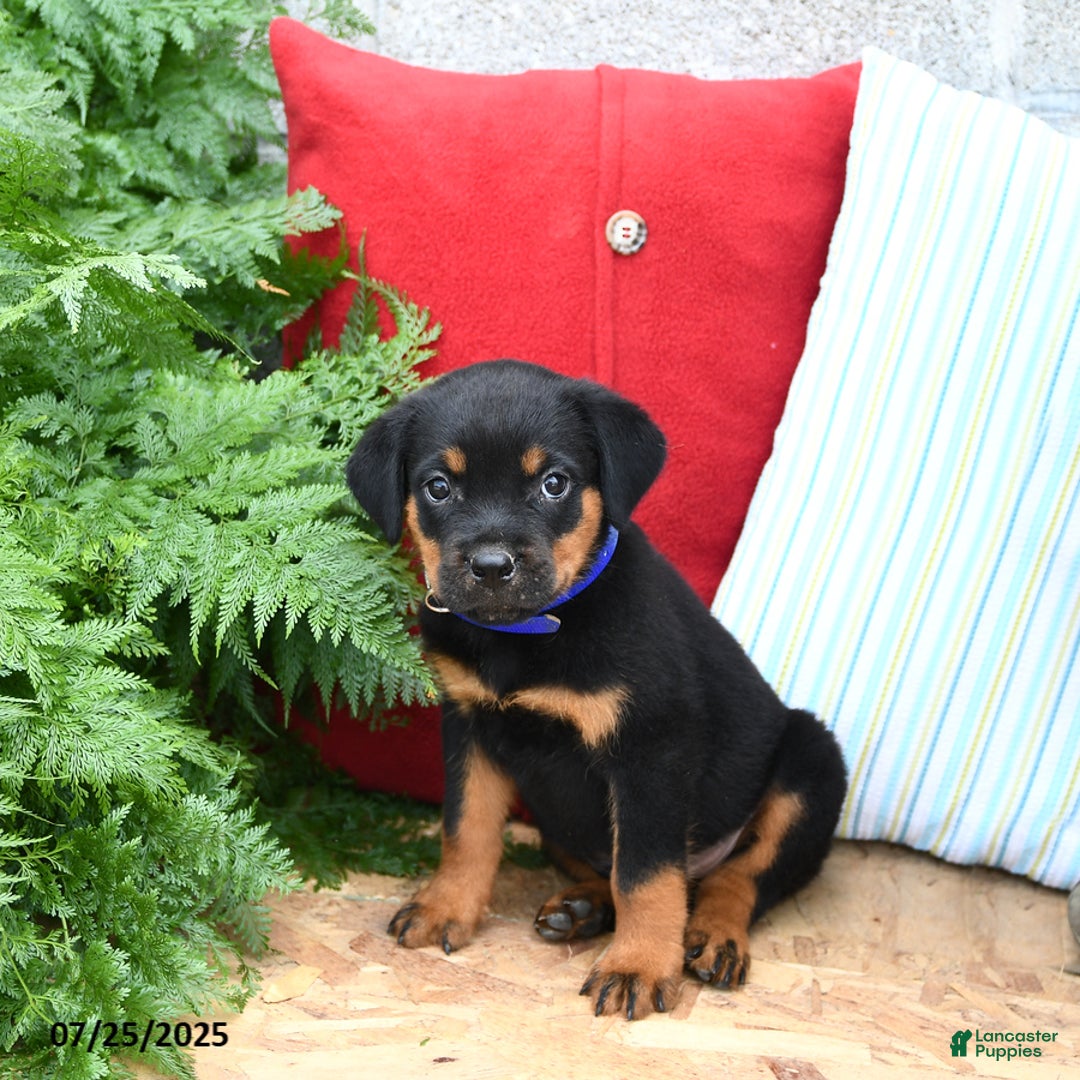 Rottweiler dogs for sale: Rascal - Image 3