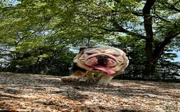English Bulldog dogs for stud: Crypto - Image 7